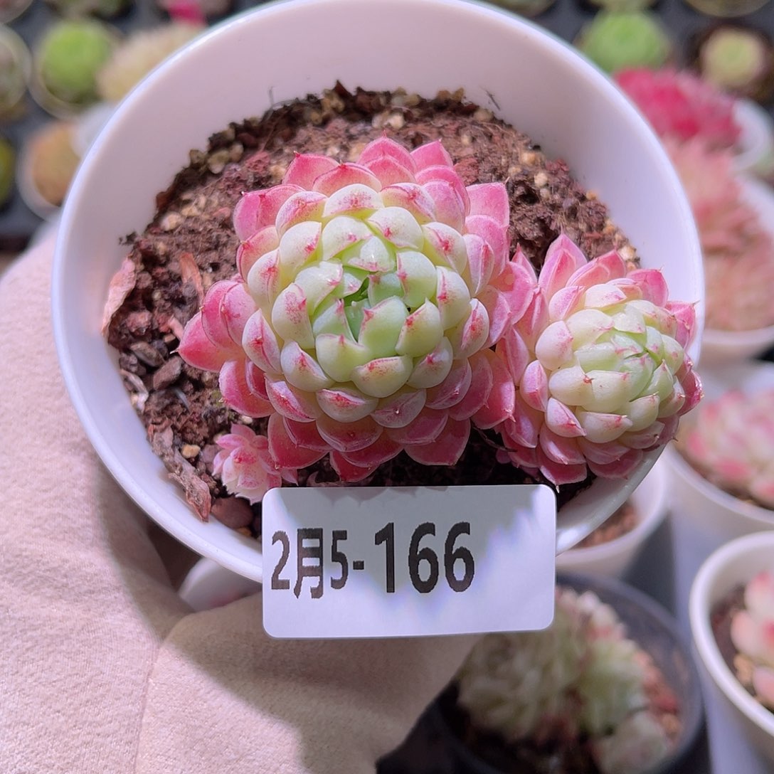 花利美5-166羊脂球