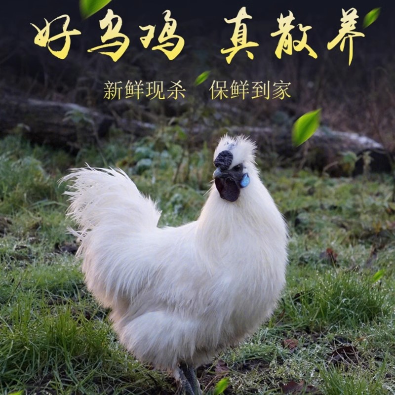 8两左右白凤乌鸡肉质鲜美漂亮美味好吃