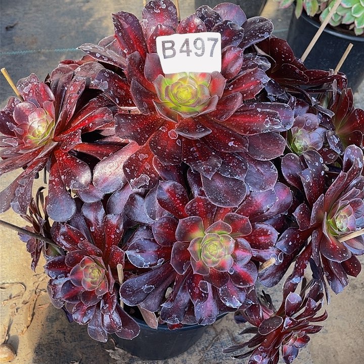 多肉法师497号花纳錦不包损