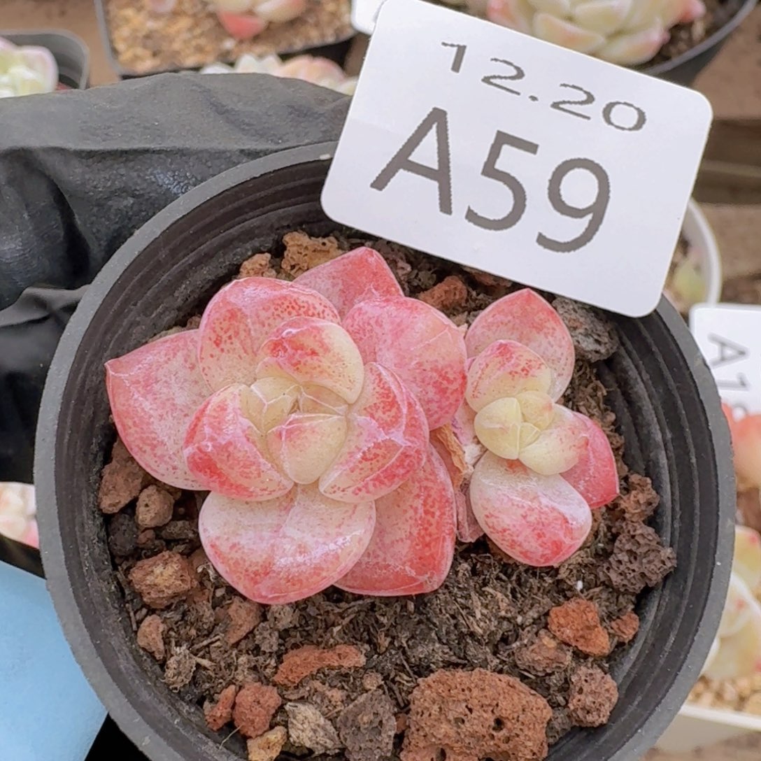 双头粉冰玉一颗脱土发货