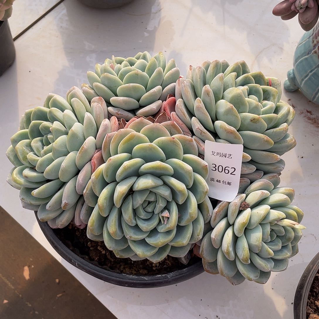 冰玉多肉多肉多肉062