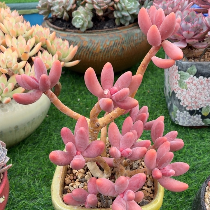 多肉植物红手指-4