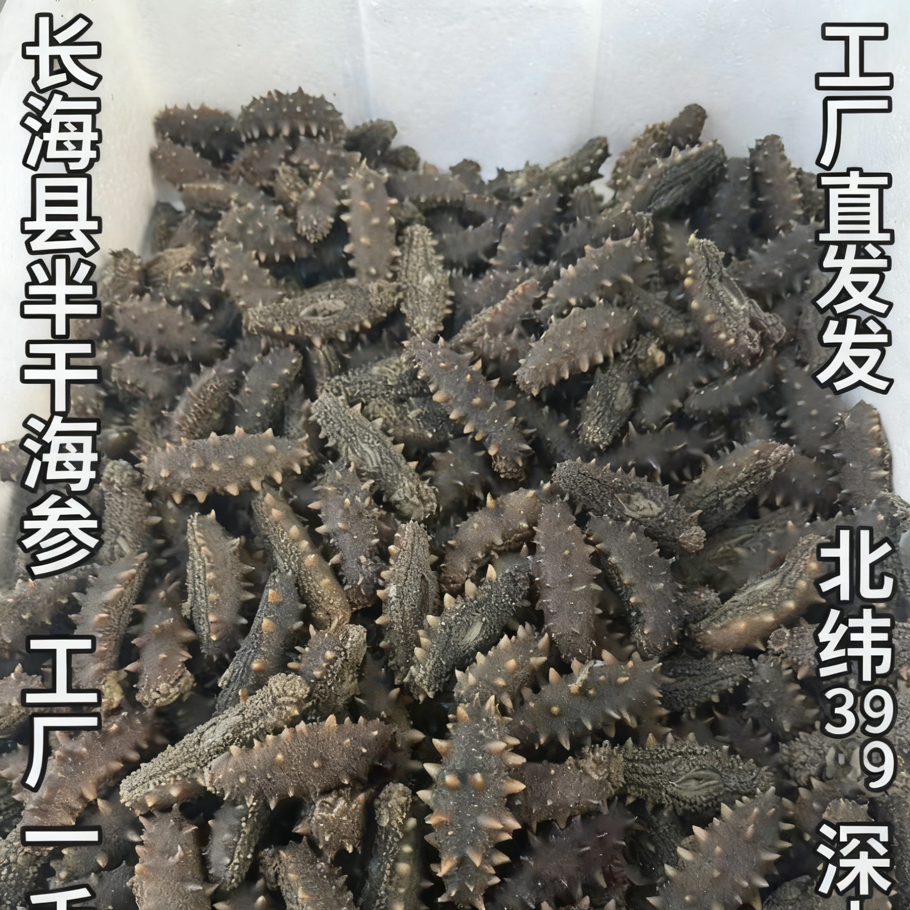 长海县大长山底播大火拉缸盐海参