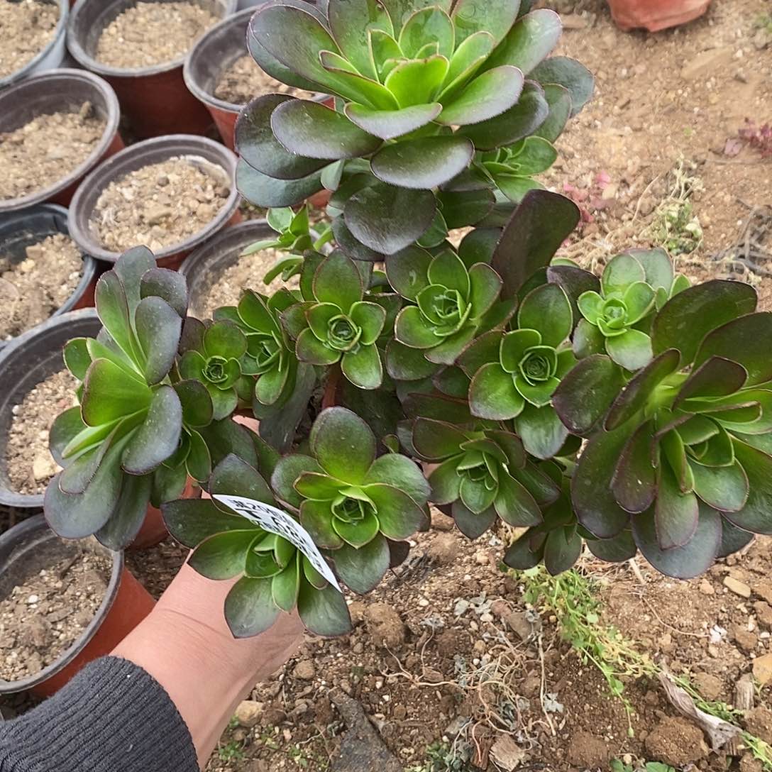 685魅金玫瑰多肉有砍