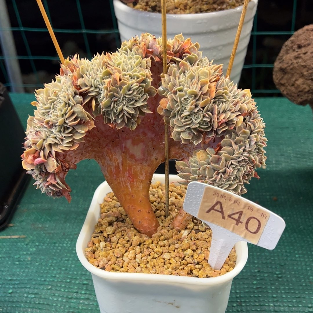 天赐缀化，，，，，，，，，，，，