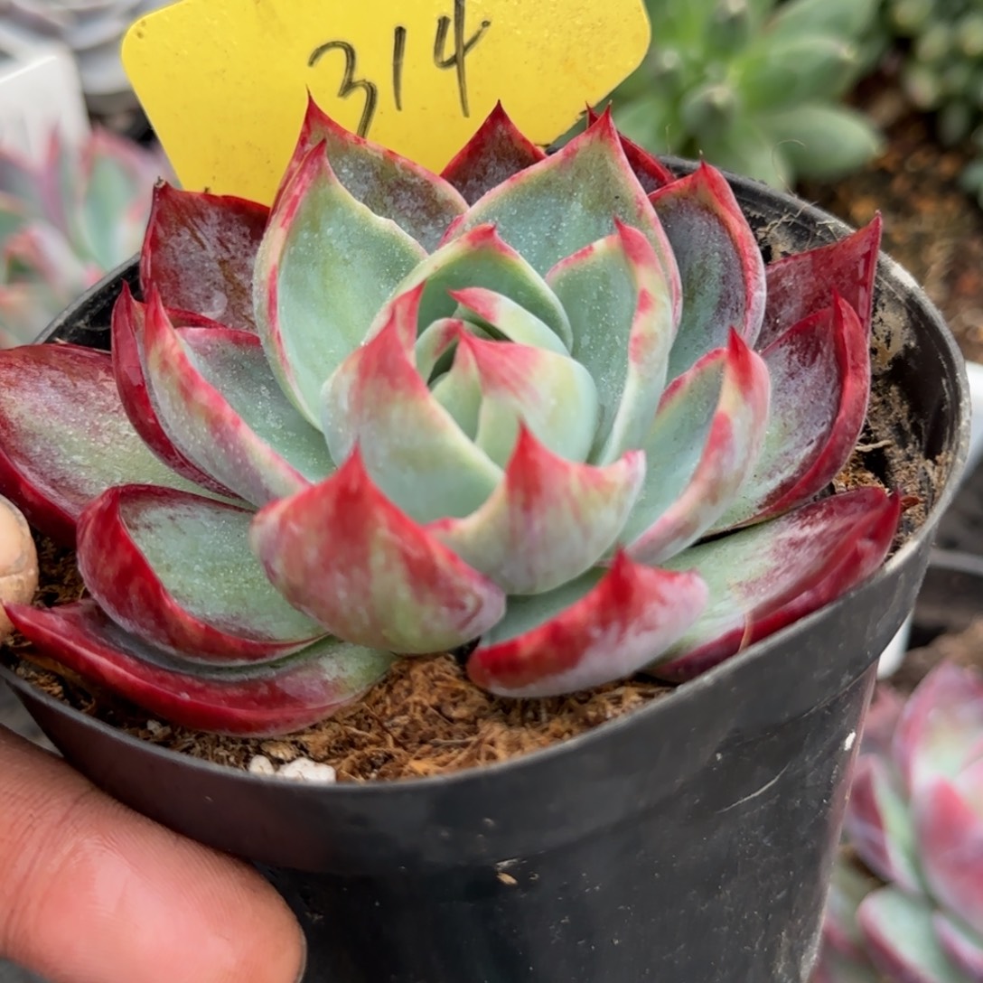 惊鸿一物一拍包装收缩花旱314