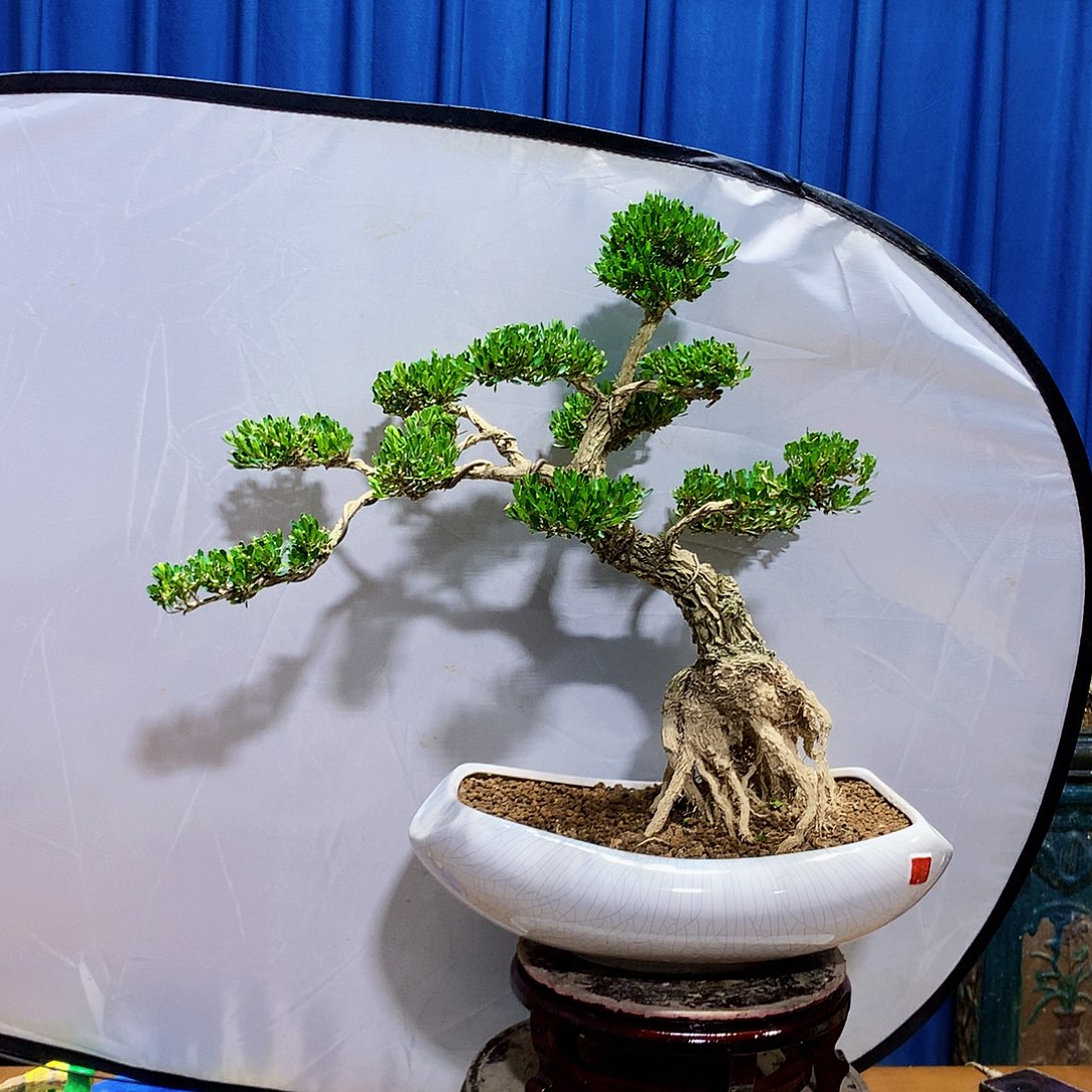 听***命无花朵黄杨盆景一物一拍