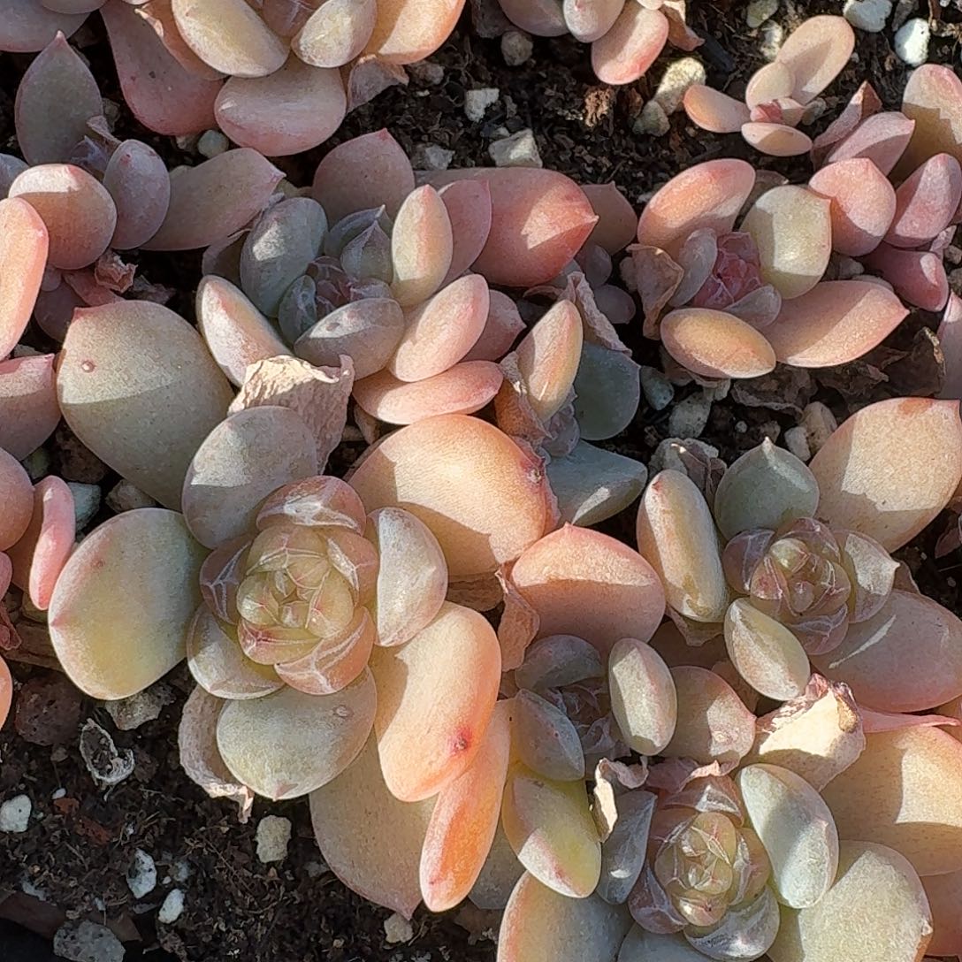 如图粉透橘透心琅玉叶插苗随机5个头一份