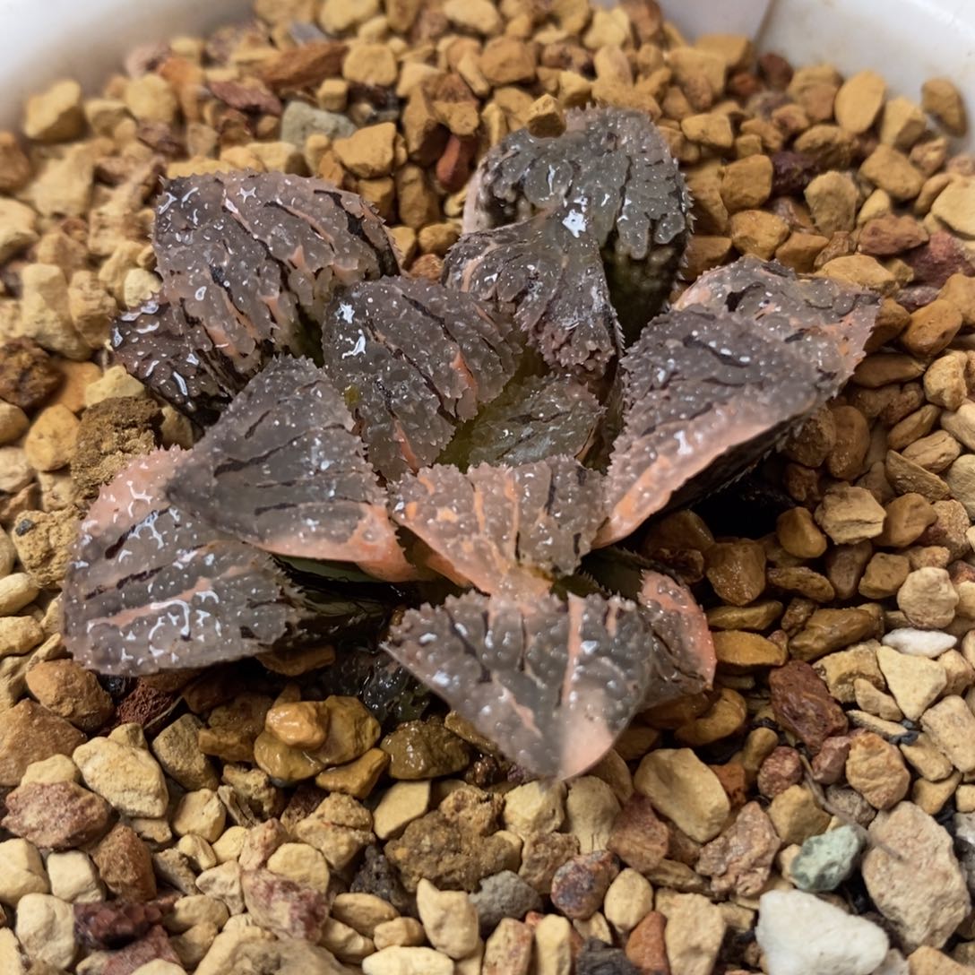 494具味城锦一物一拍