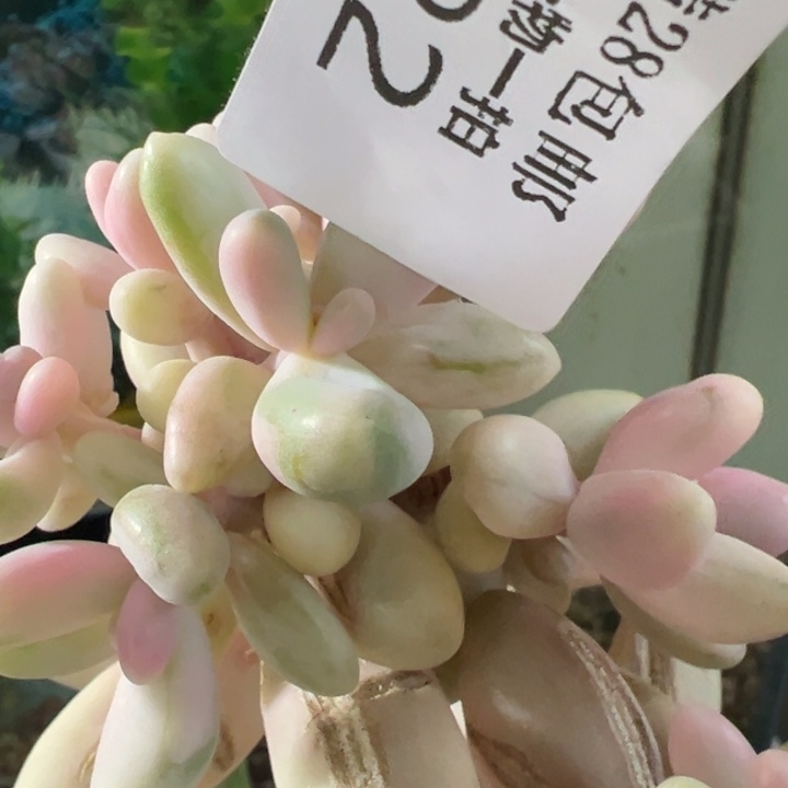 红手指锦多肉植物622砍头