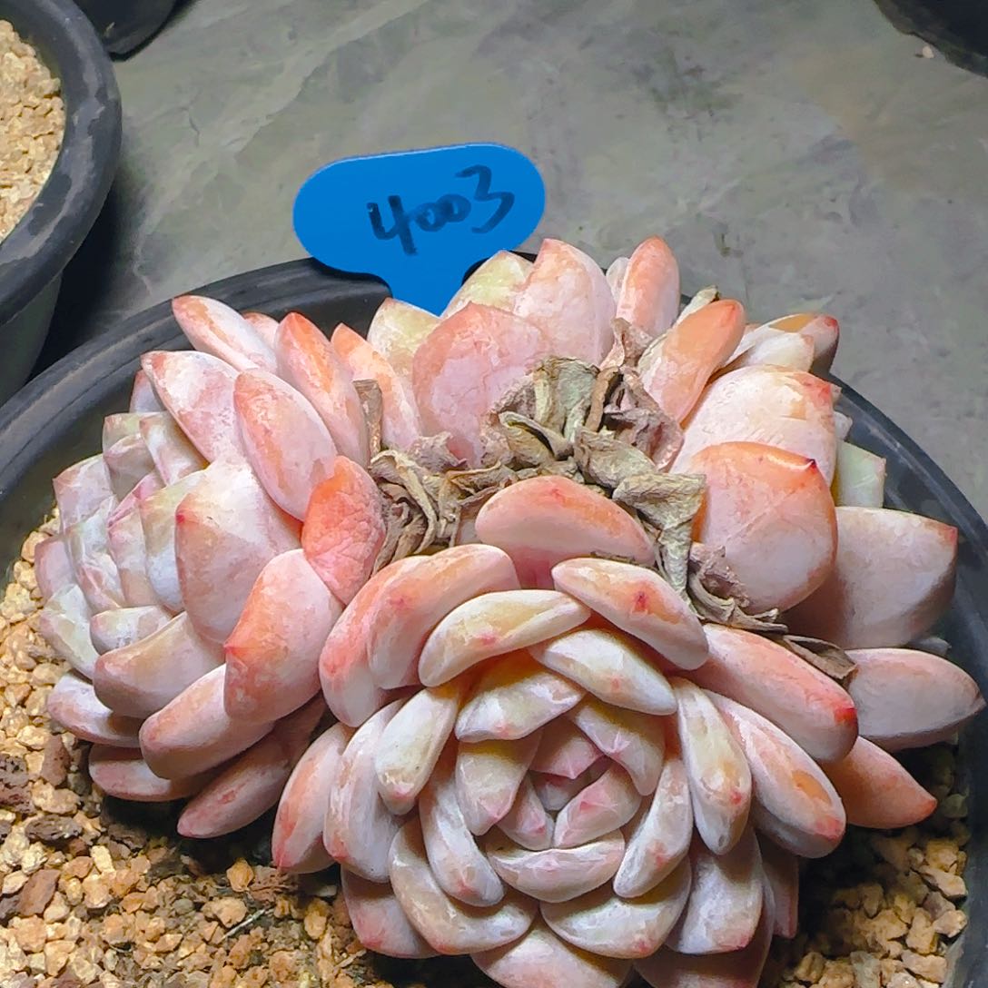 四头橙梦露4003号一物一拍