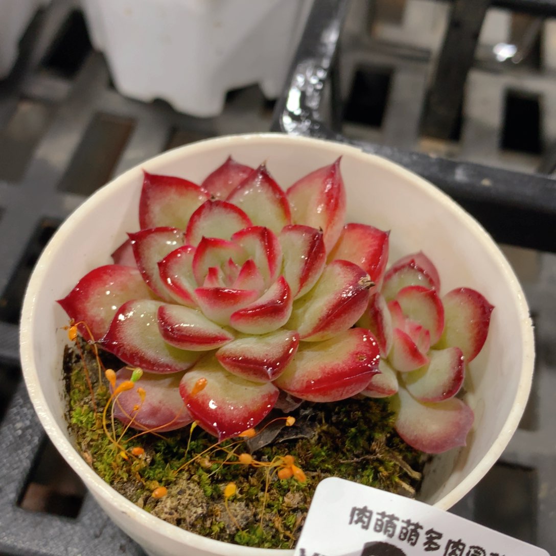 肉萌萌拇指盆精控多肉YV299