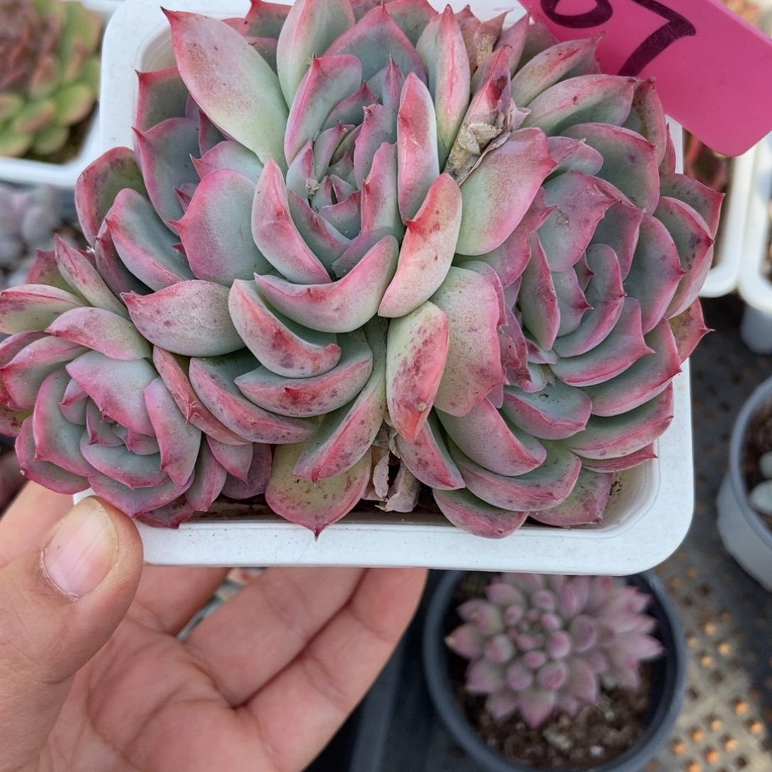 67侧影多肉植物多肉