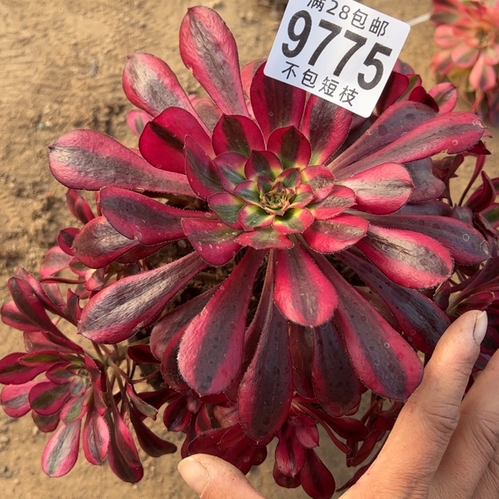 9775冰淇淋锦多肉植物法师