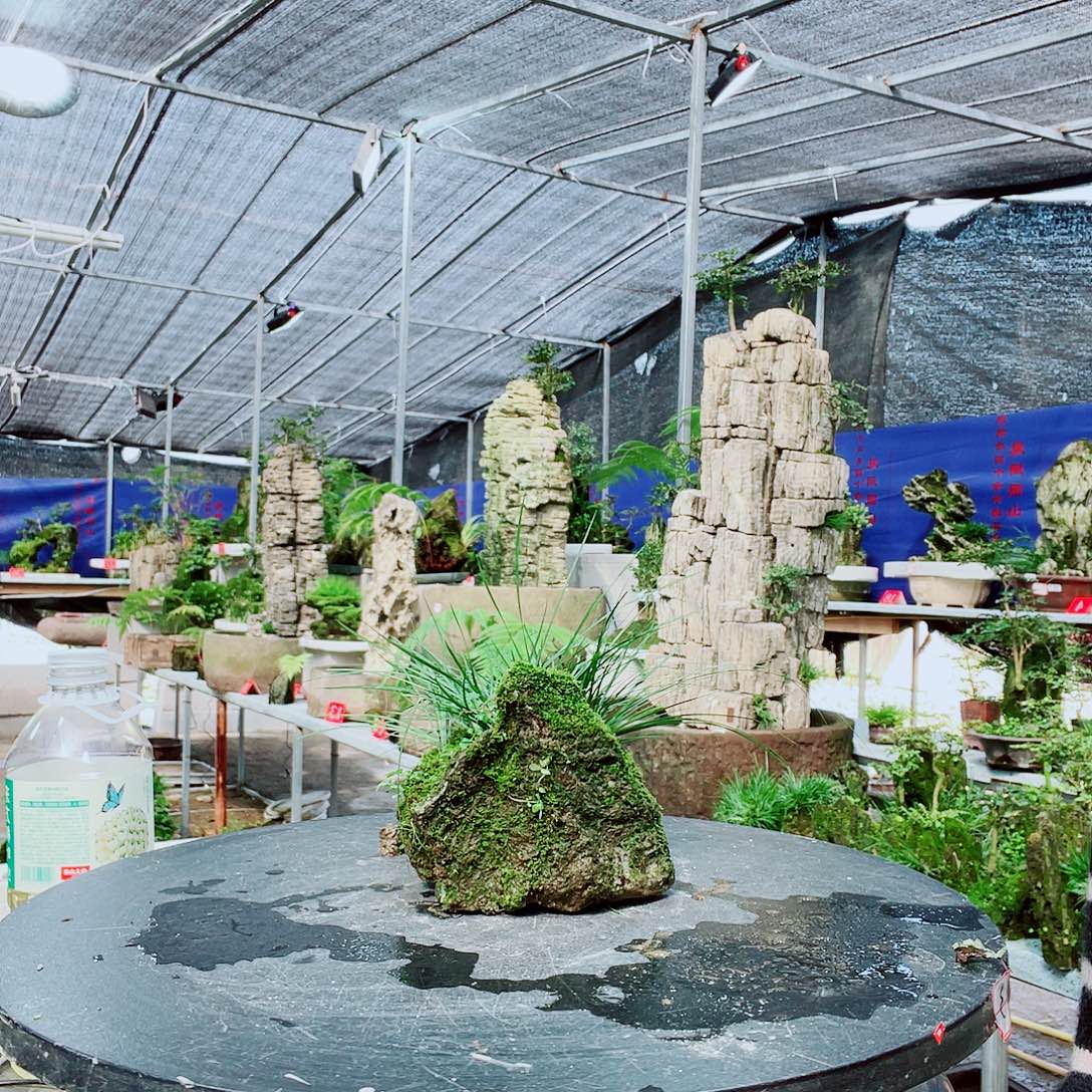 夜***…当前无花栽培后可以开花