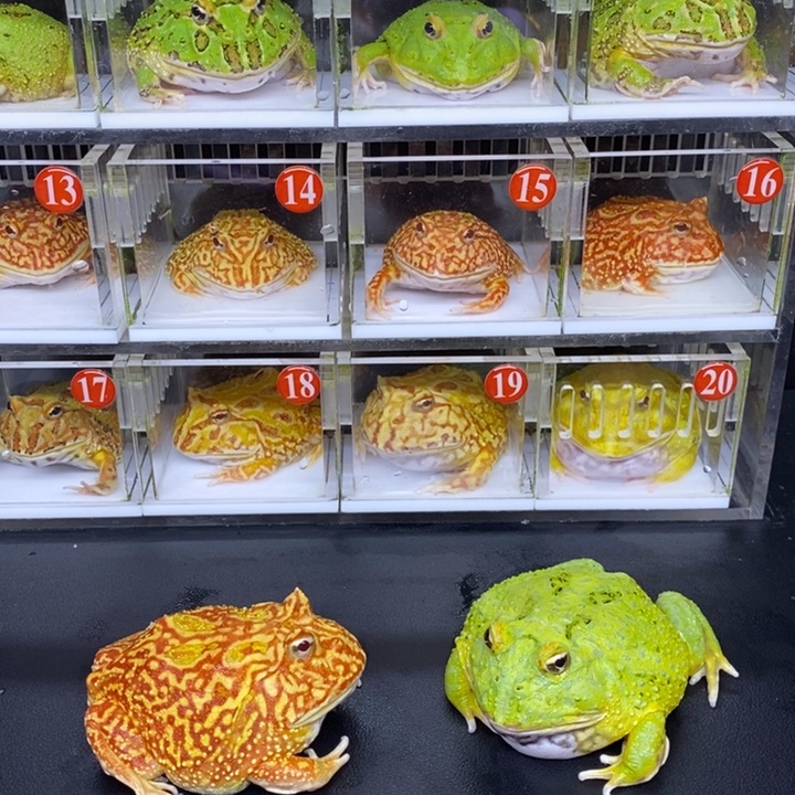 角蛙恭喜发财大吉大利