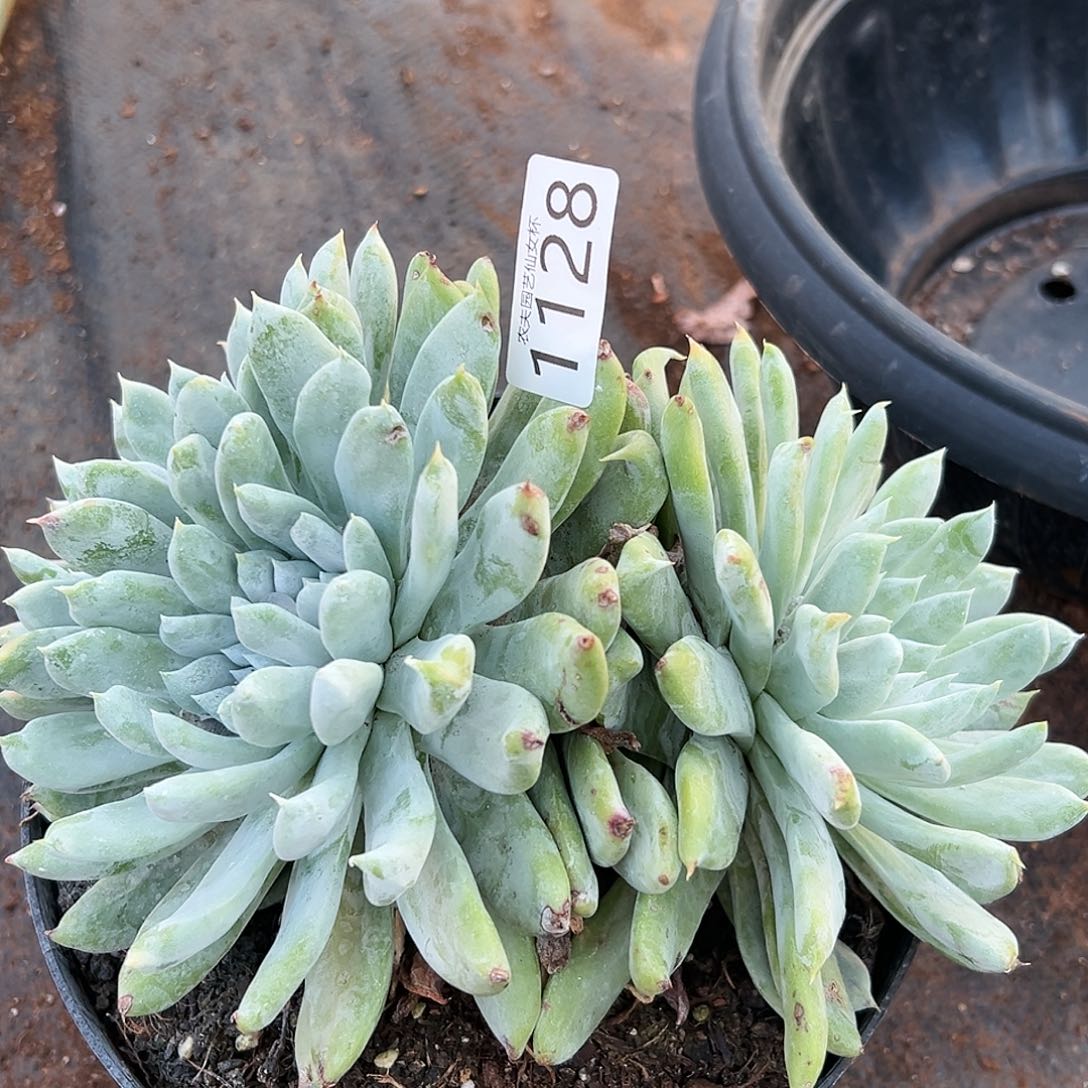 阿金尼仙女杯多肉。