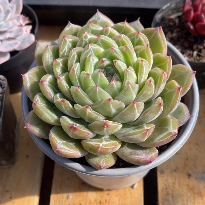 秋可园艺 雪花珍妮大单头