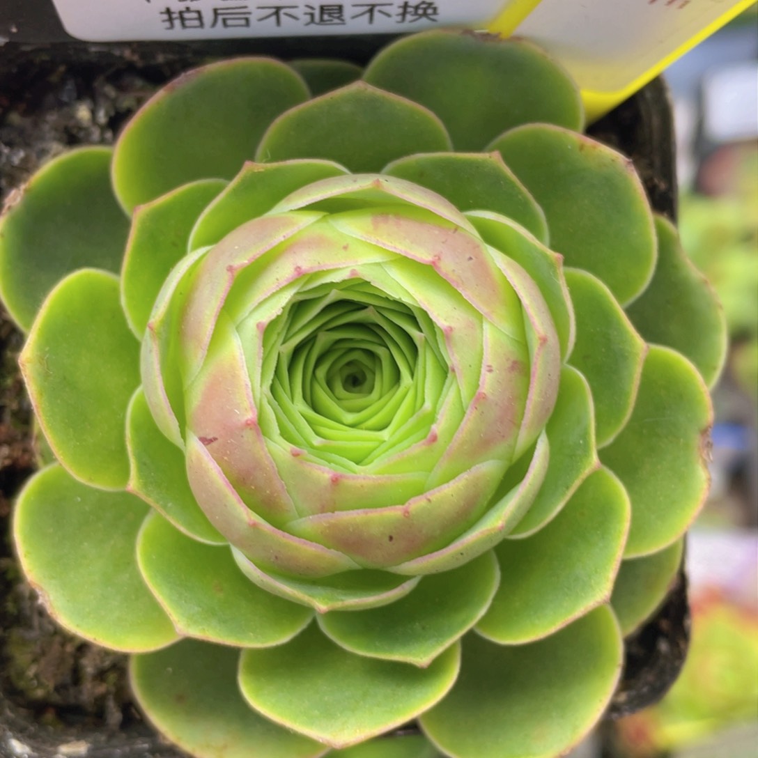 堇年玫瑰一物一拍554