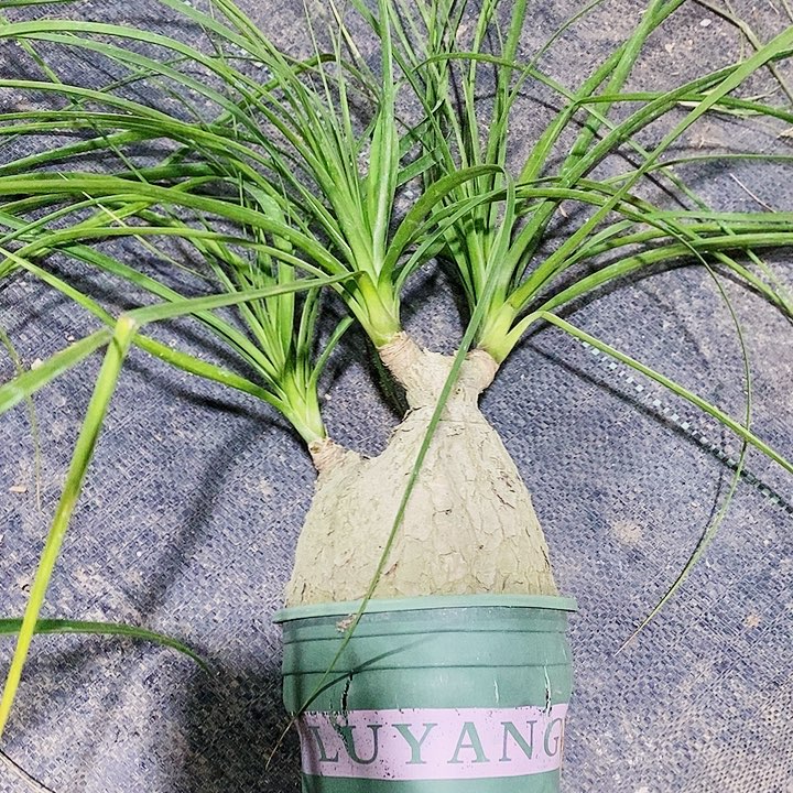 柠***生无花朵蜗牛酒瓶兰