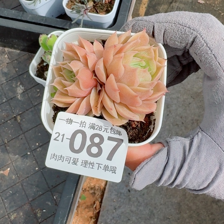 昂斯诺多肉无盆土发货多肉多肉
