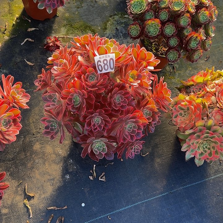 00000000000000680浣纱