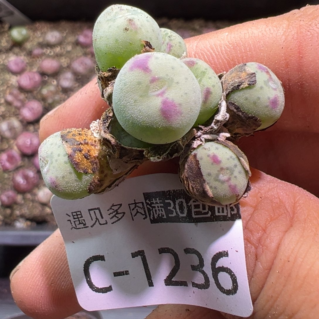 多肉植物11111111111111