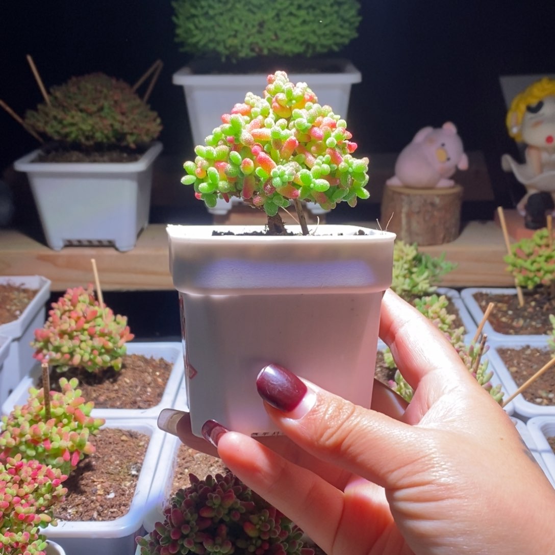 蜜橘带盆土发货一物一拍