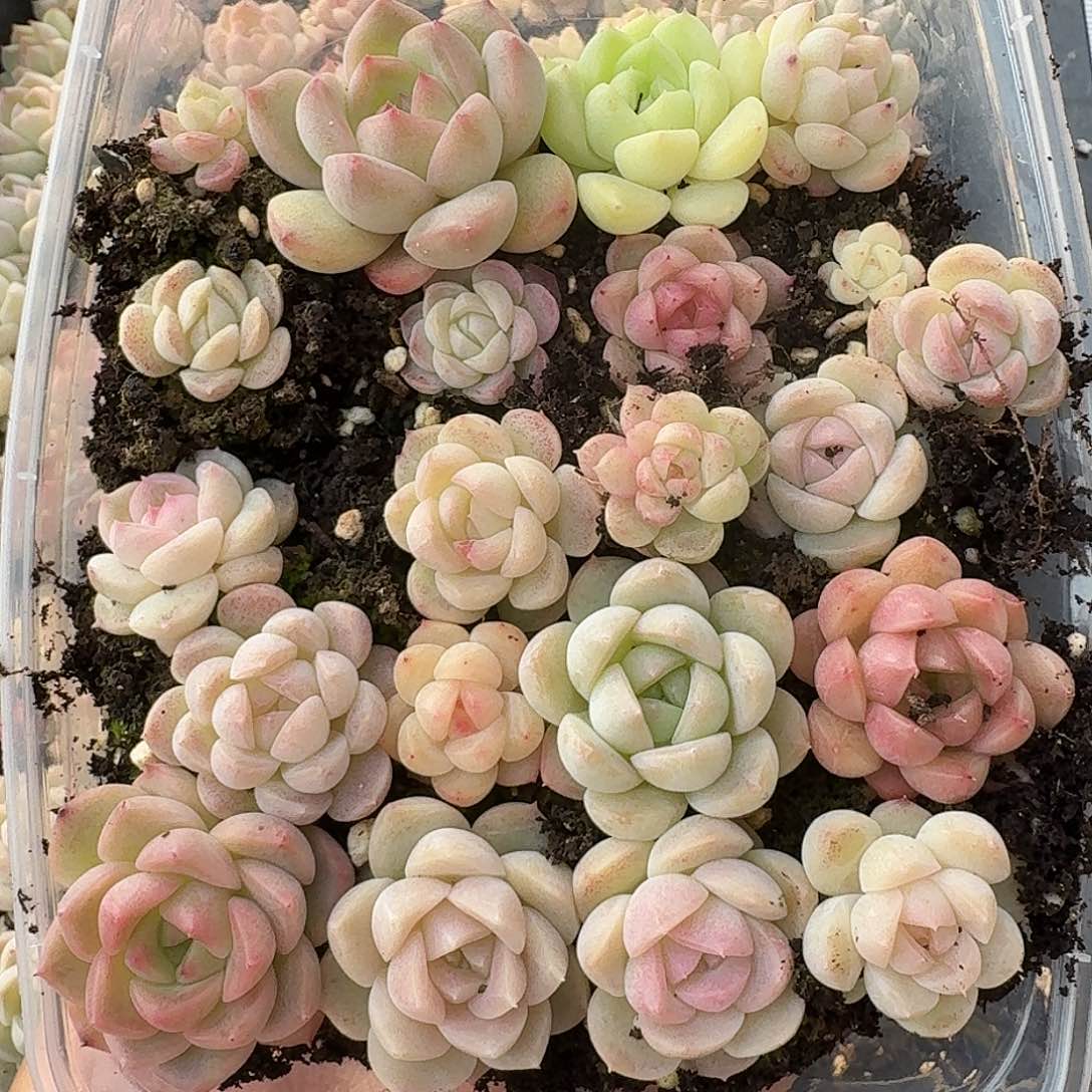 杂交新品珍妮多肉516