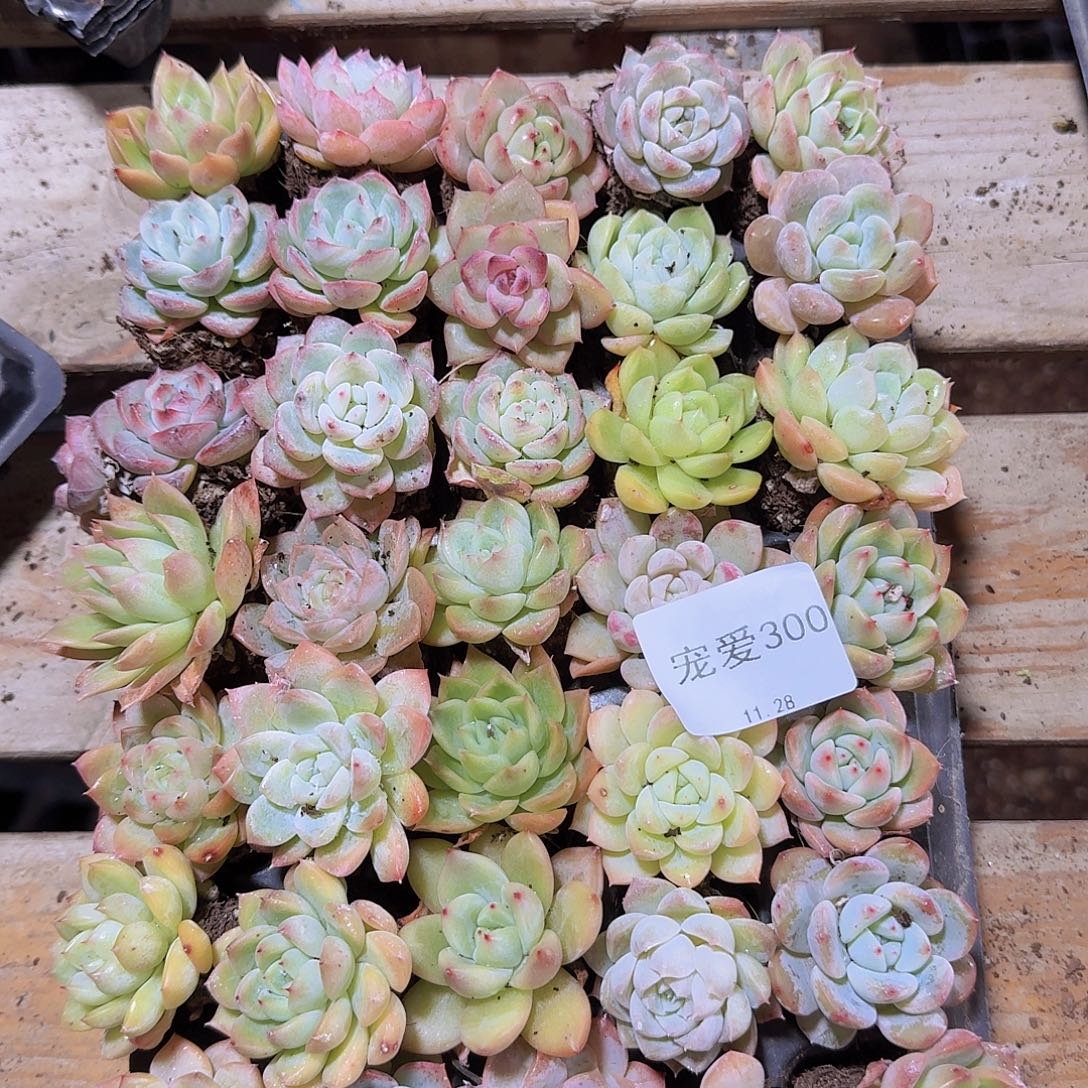 直播福利一物一拍300