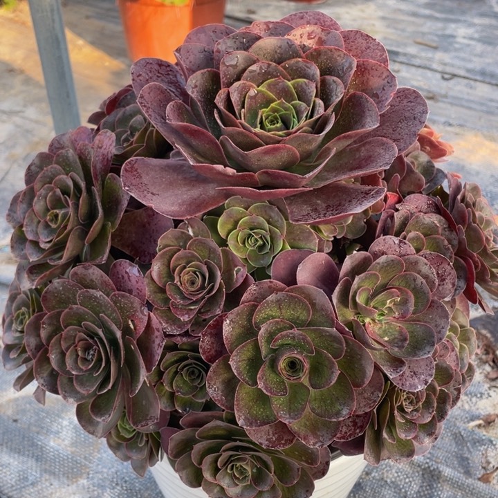 857魅金玫瑰大捧花精品法师多肉