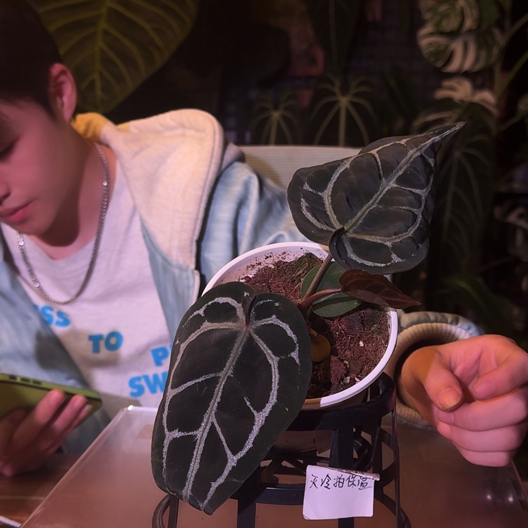 财***版不开花植物D67米歇尔杂