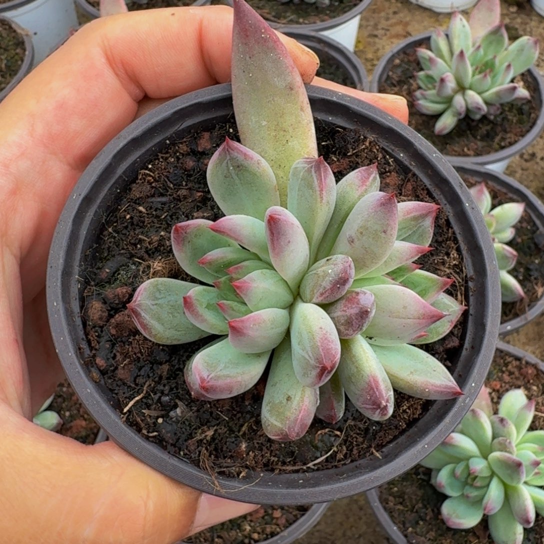 紫镜 叶插 一物一拍