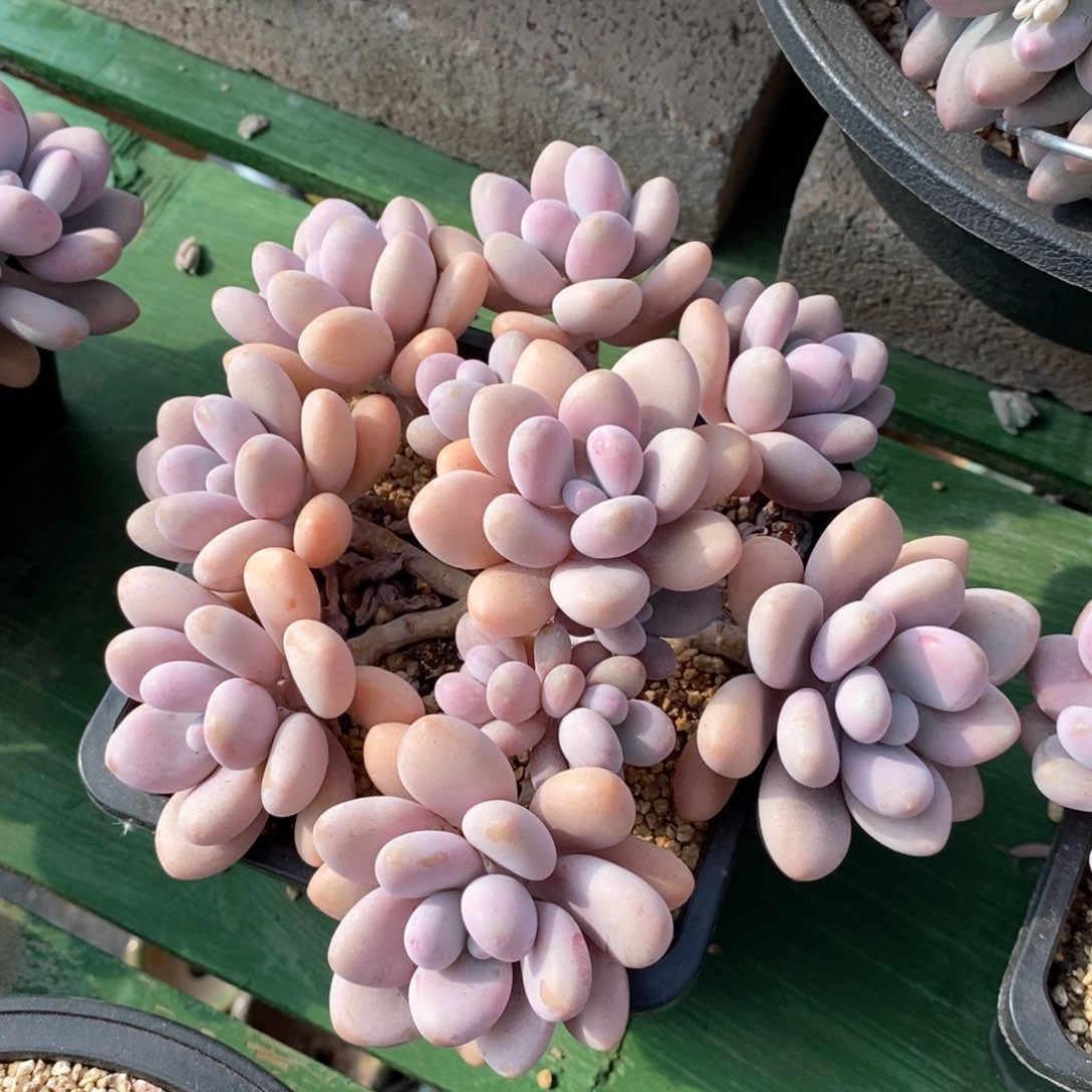 自然群捧花桃蛋，1234564