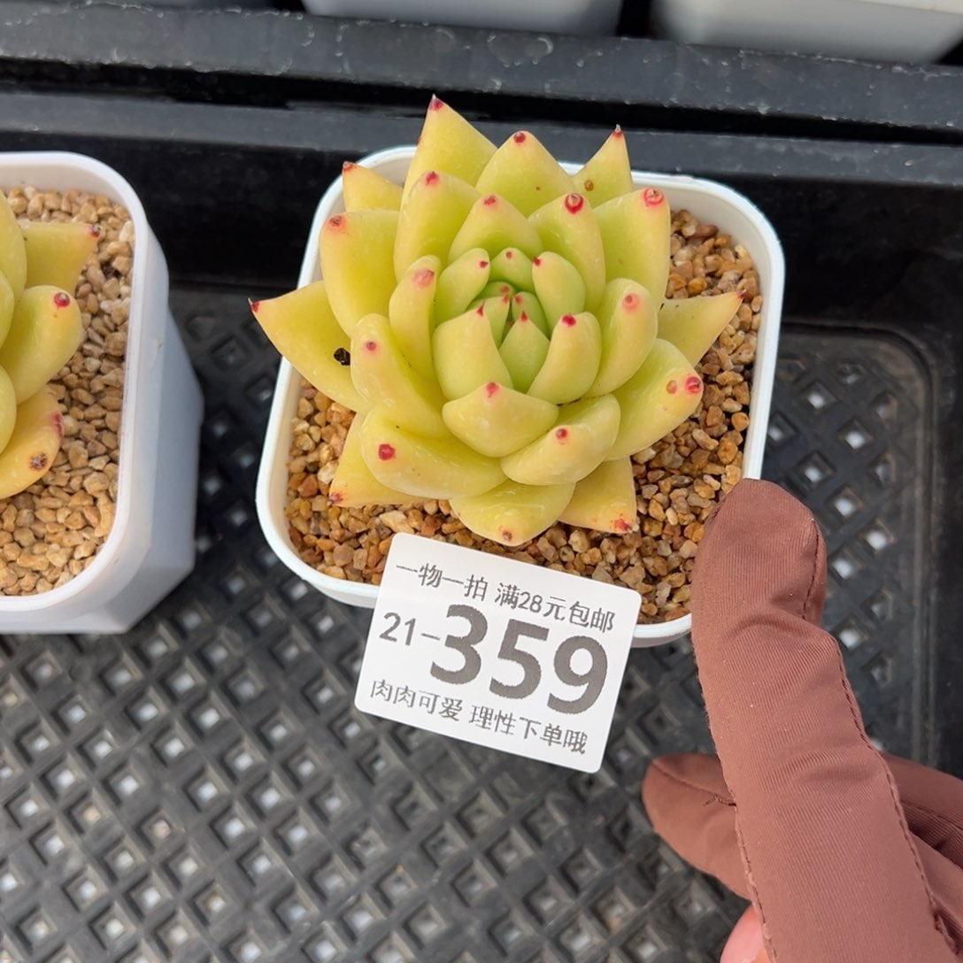 黄金玛利亚单头多肉