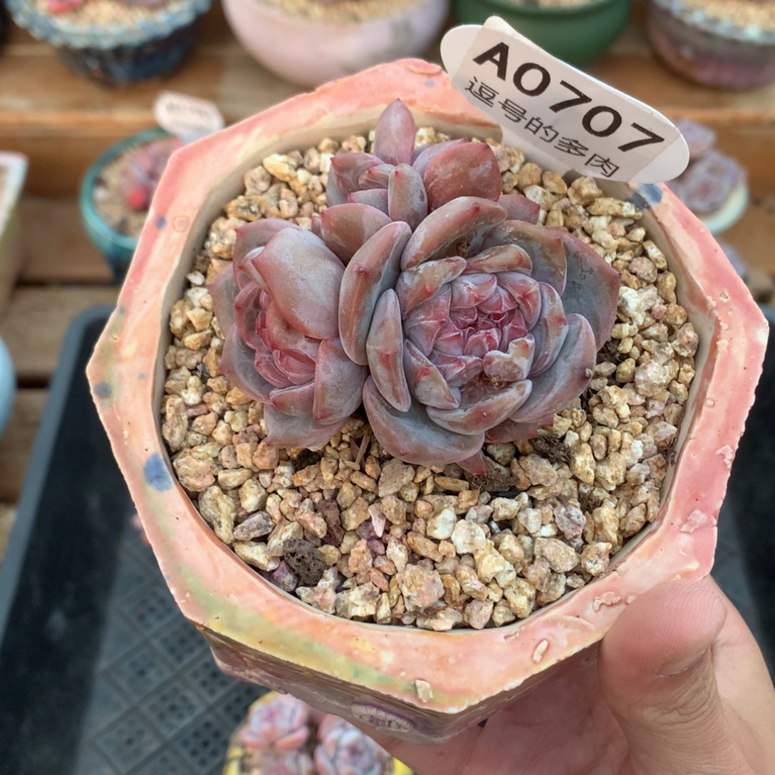 解***忧A0707 石榴籽群 有砍 7cm