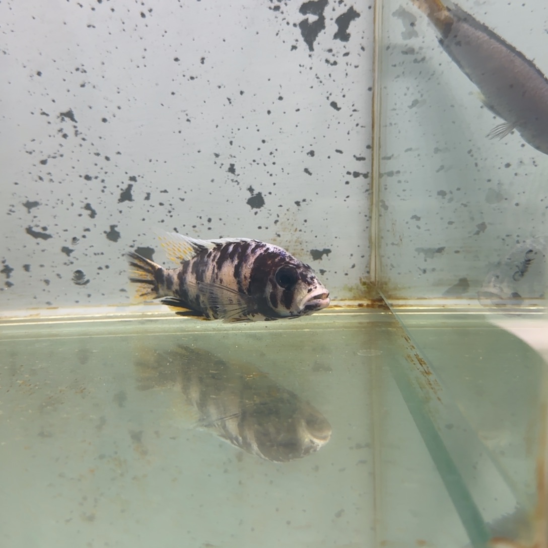 慈鲷叨**?Oh 阿里7、67