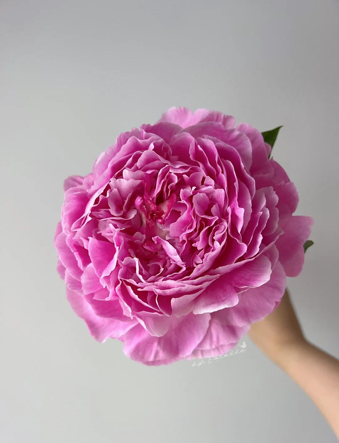[弗莱明]进口高端重瓣芍药现货菏泽直发
