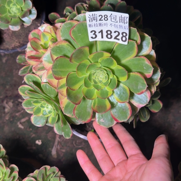 31828奶白不包段枝