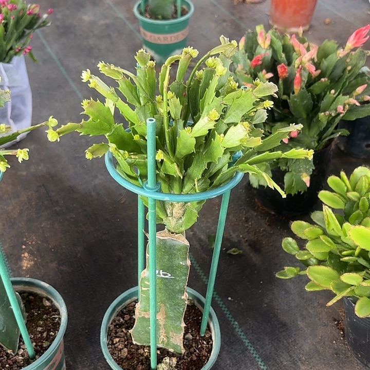 起***点当前无花栽培后可以开花