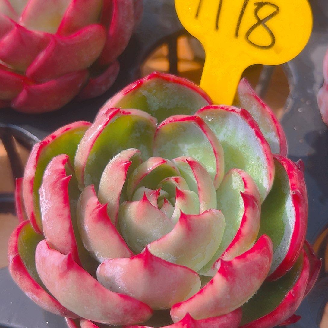 惊鸿仙子一物一拍1118号