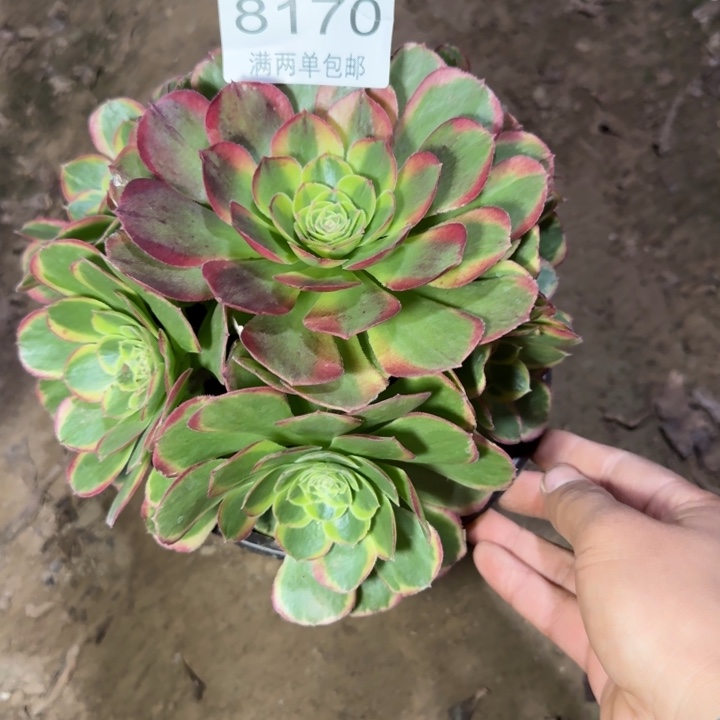 8170奶白多肉植物