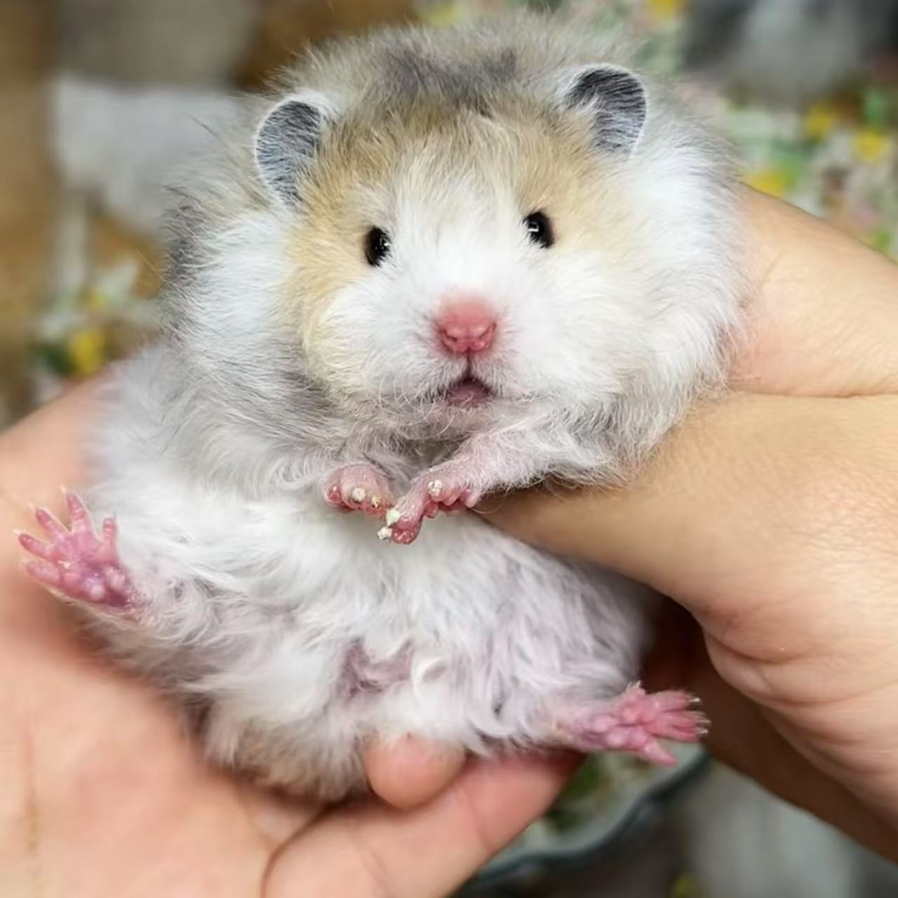 选家养精品大体宠物长毛短毛仓鼠活体可爱卷毛波利金丝熊宠物