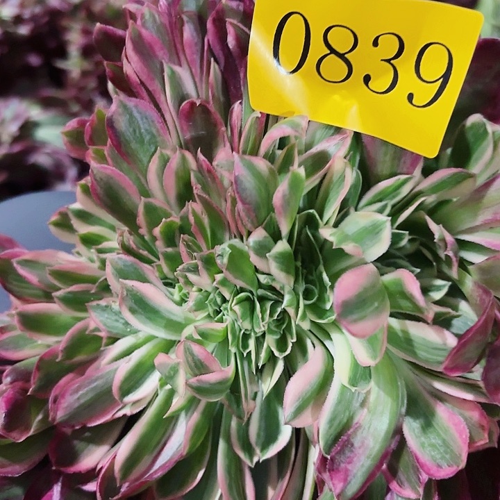 多肉植物焕沙缀0839