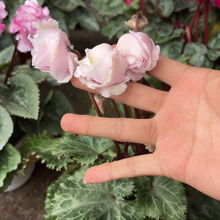 完全开放水粉玫瑰