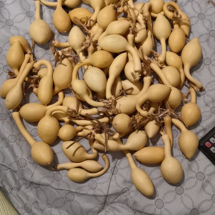 一***道自然葫芦专拍链接