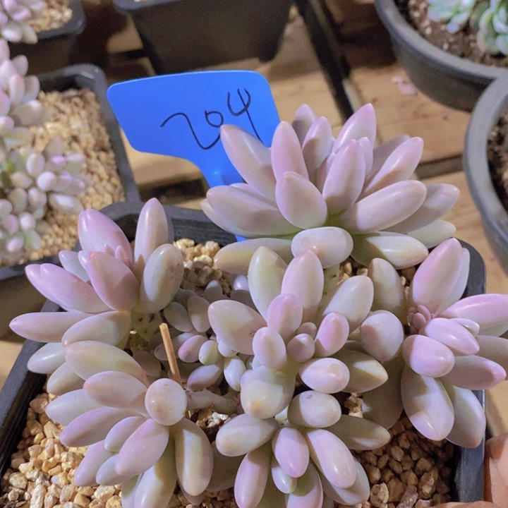 这个我就知道这点