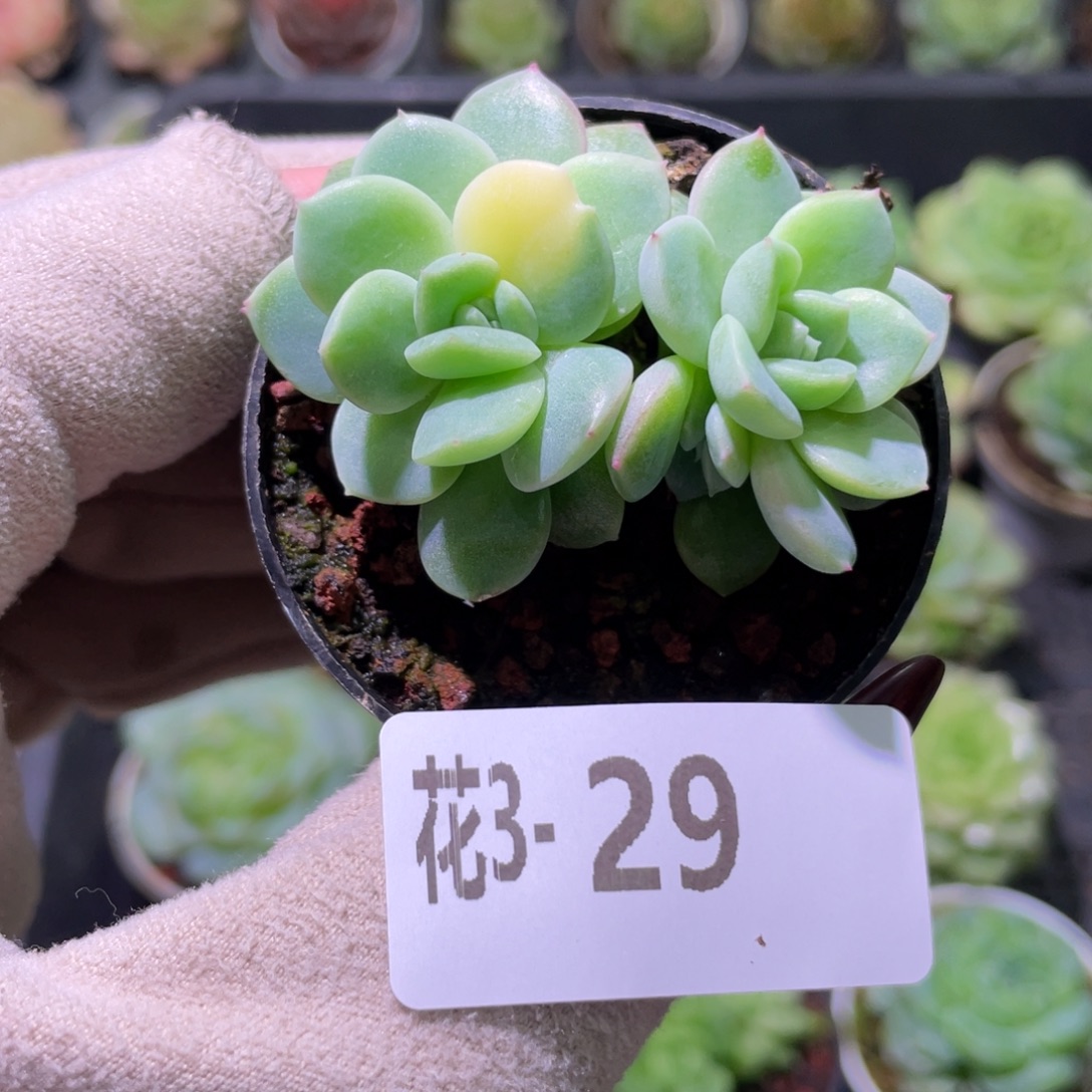 花利美3-29新品锦