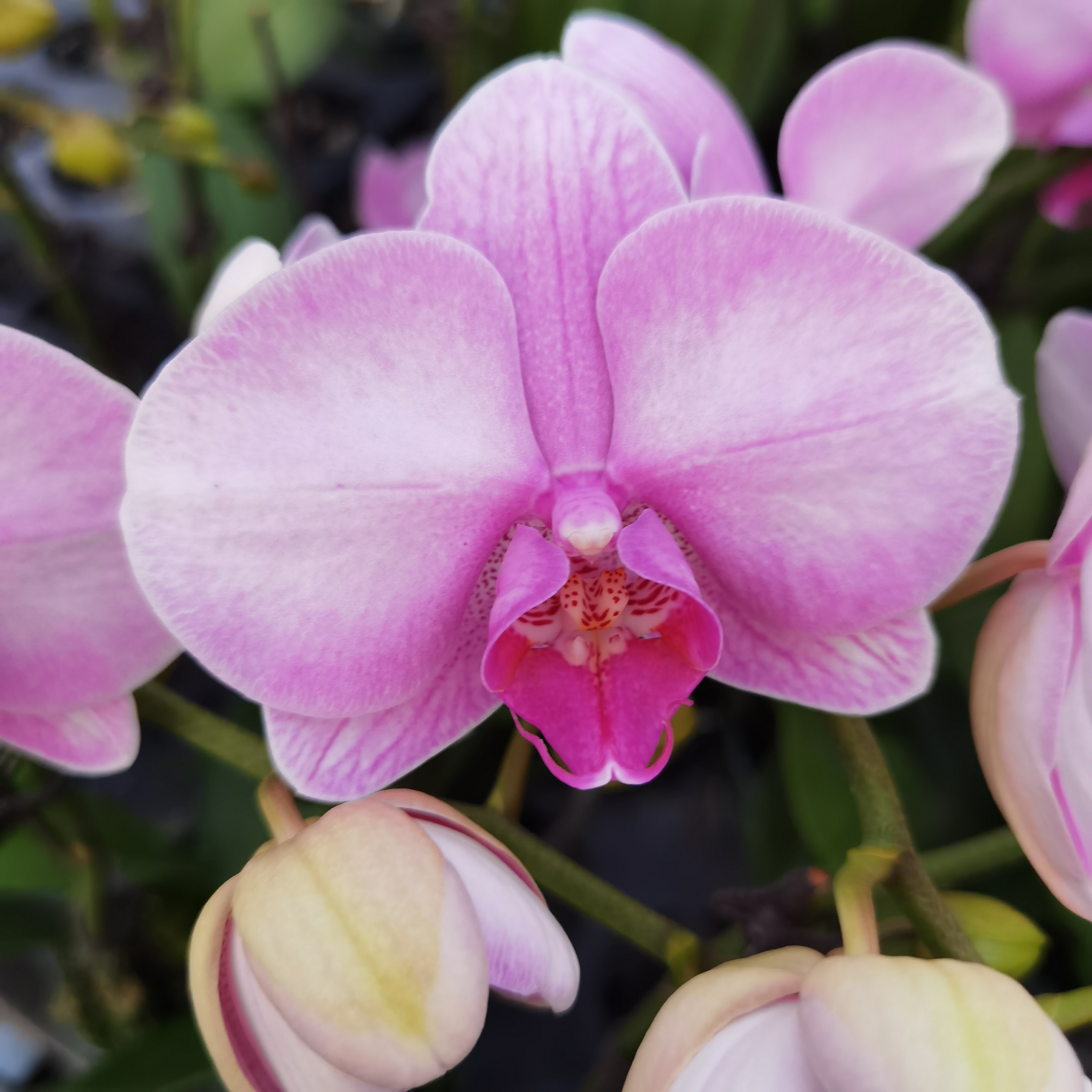 【月亮公主】粉色系蝴蝶兰中花型开花带花苞好养花期长室内观赏花卉