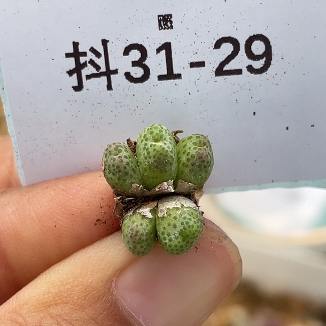 31-29草莓斑马多肉植物